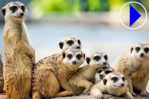 cotswold wildlife park webcam|Live Meerkat Cam : Cotswold Wildlife Park and Gardens